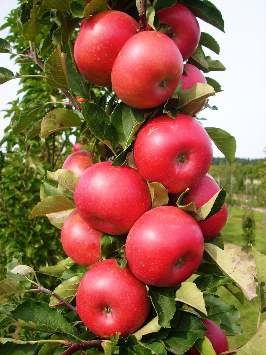 Säulenapfel Rumba® Säulenapfel Rumba®