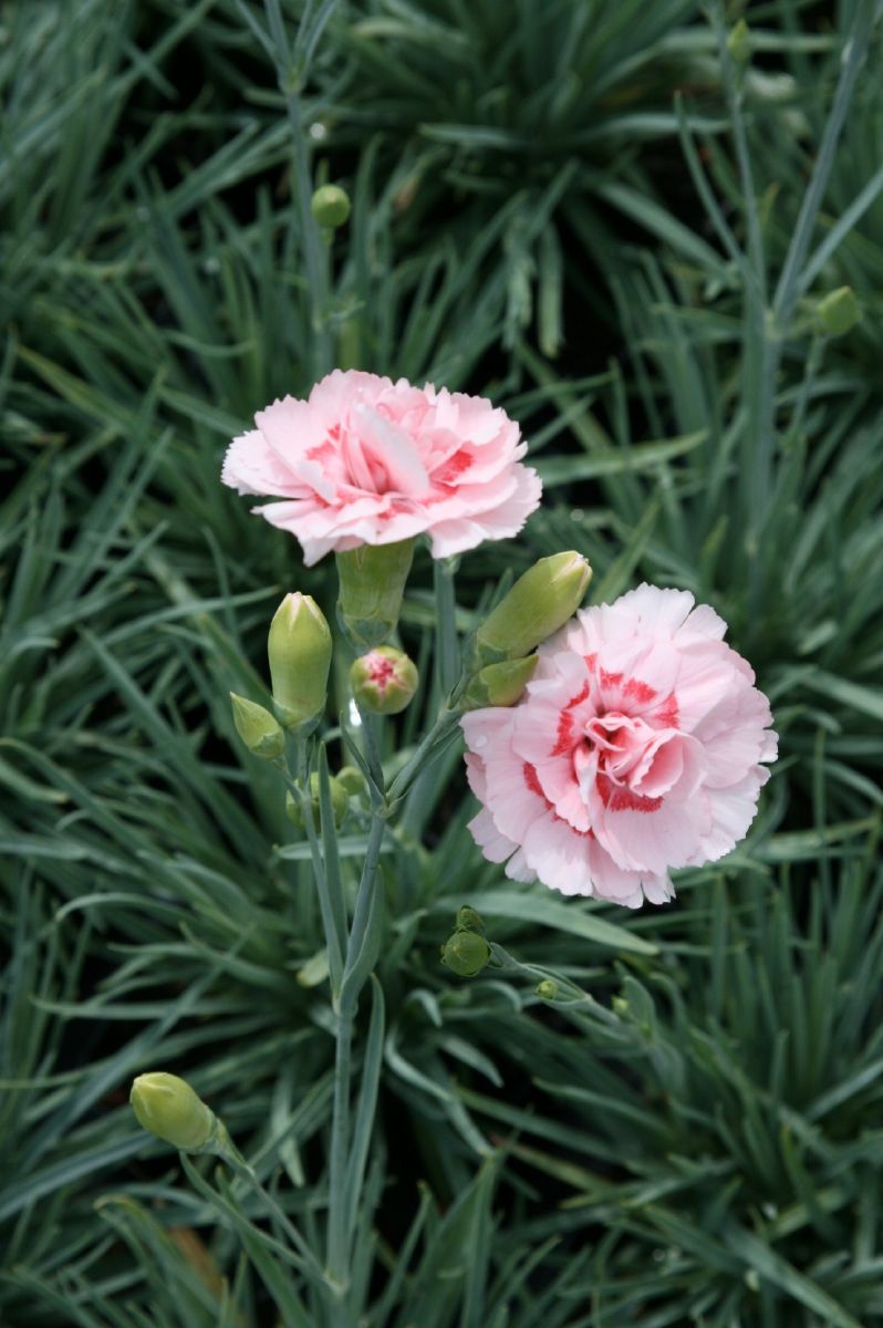 Federnelke Doris