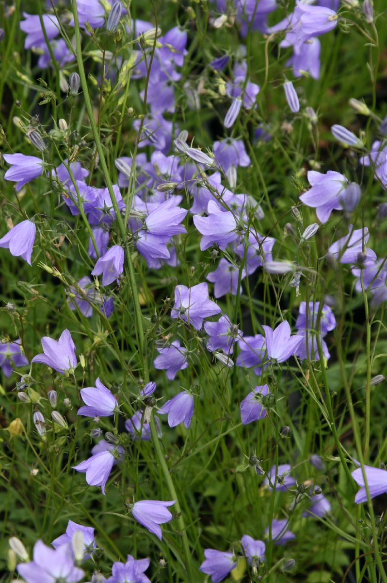 Rundblättrige Glockenblume