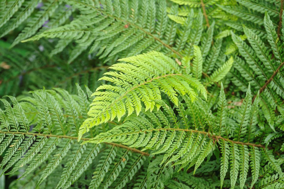 Schmaler Schildfarn Proliferum Schmaler Schildfarn Proliferum