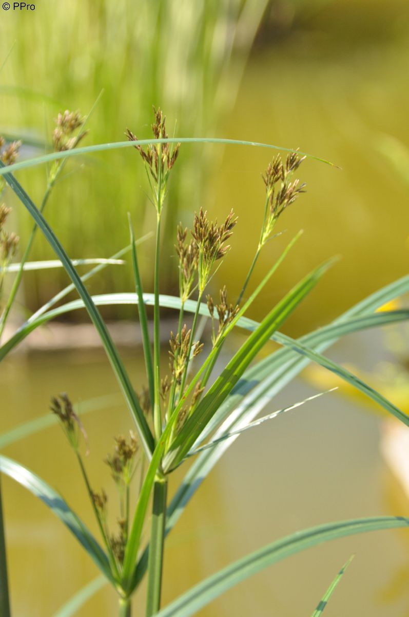 Langes Zypergras Langes Zypergras