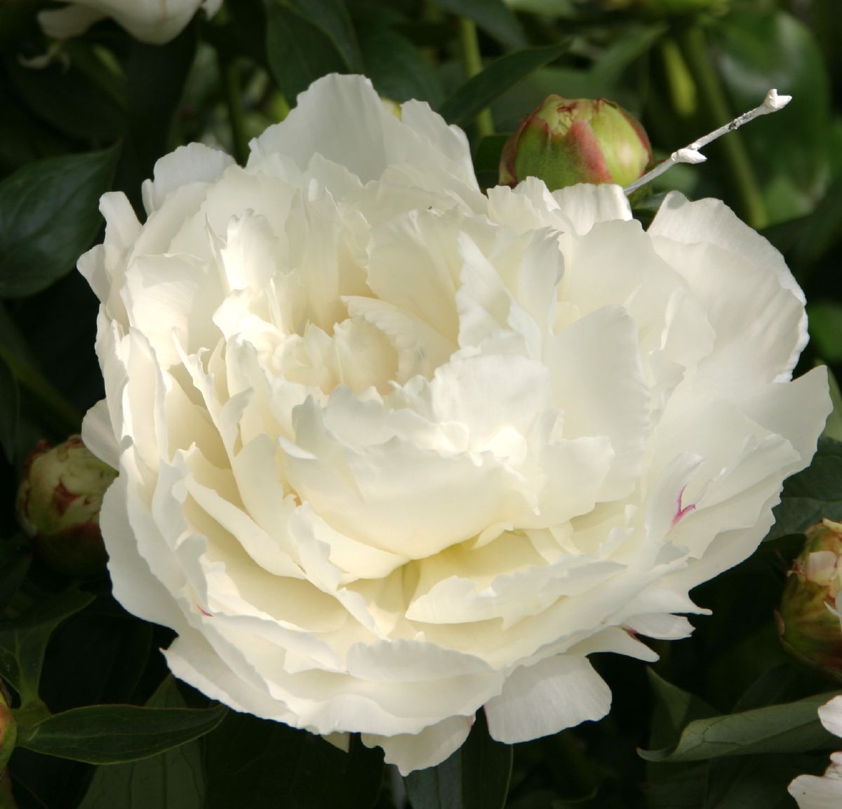 Pfingstrose Kelway's Glorious
