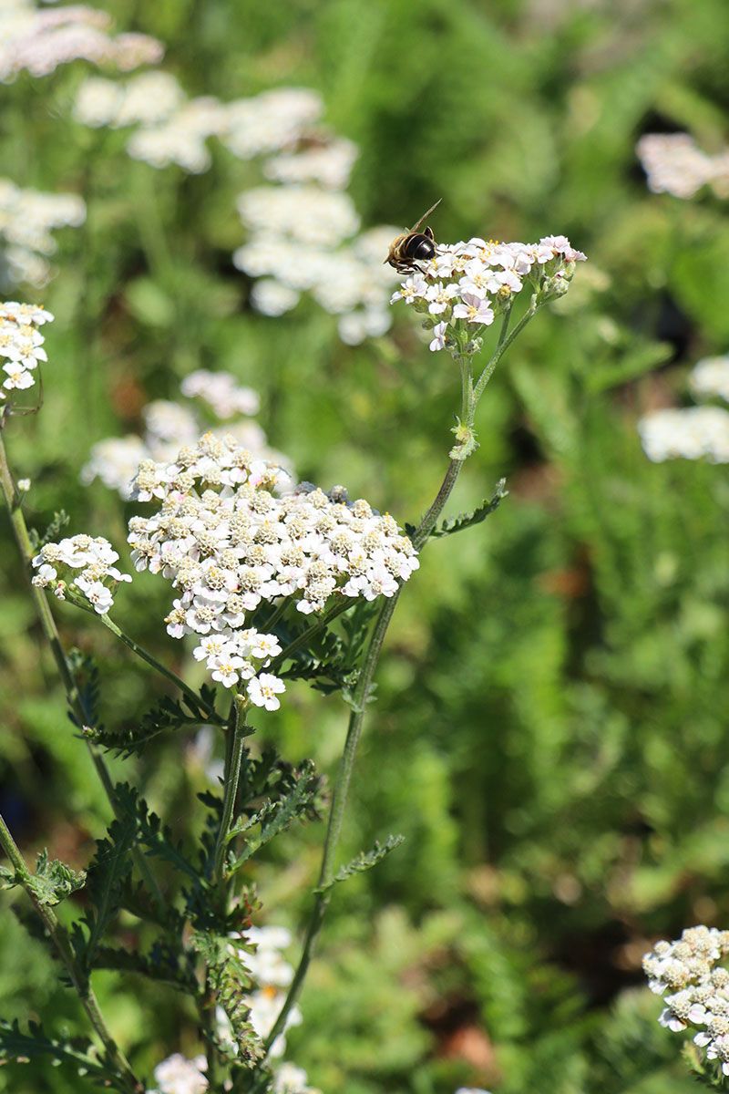 Schafgarbe Heinrich Vogeler Schafgarbe Heinrich Vogeler