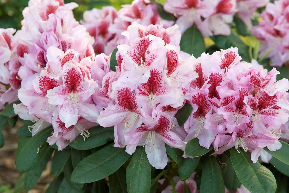Rhododendron Belami® Rhododendron Belami®