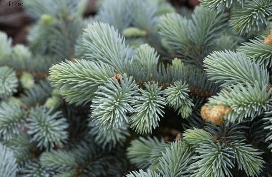 Fichte, Zwergige Blautanne Glauca Globosa Fichte, Zwergige Blautanne Glauca Globosa