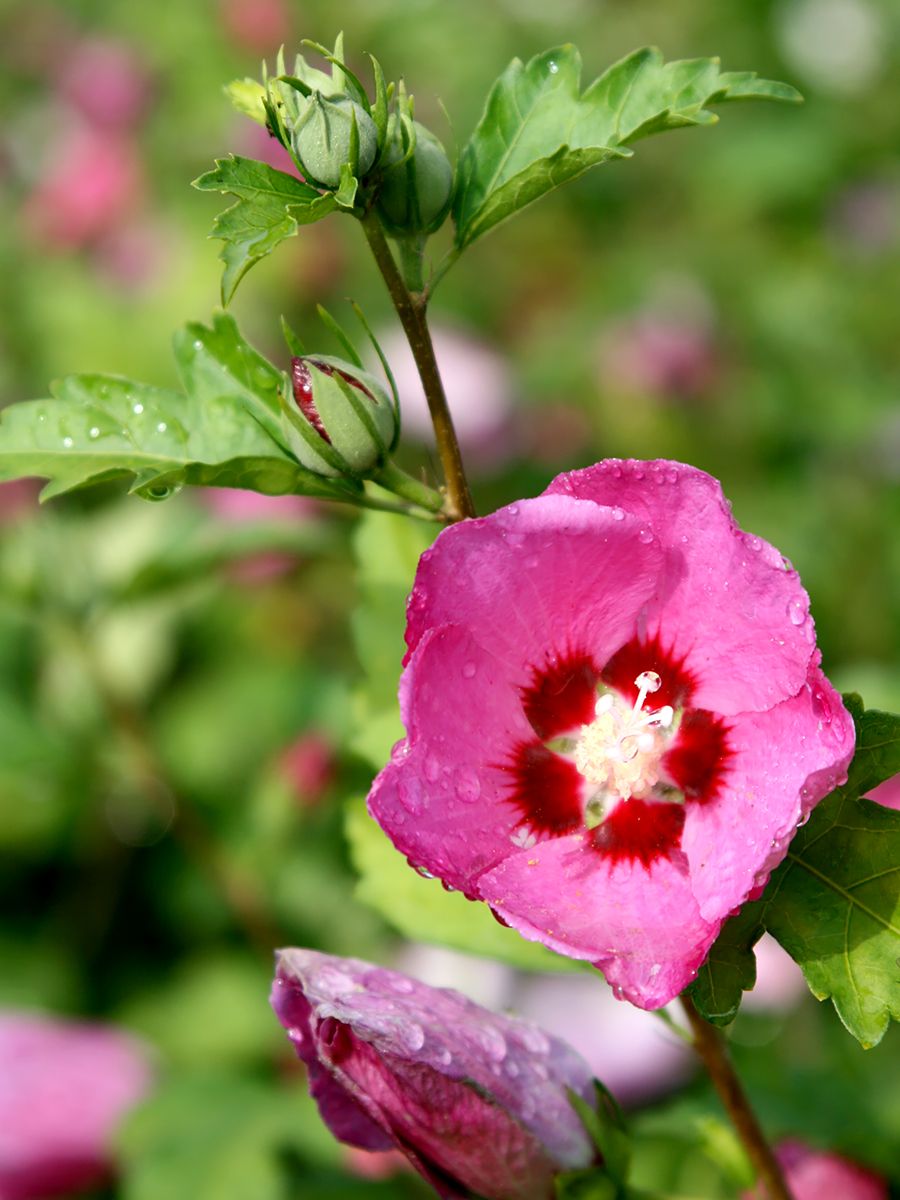 Hibiskus Woodbridge Hibiskus Woodbridge