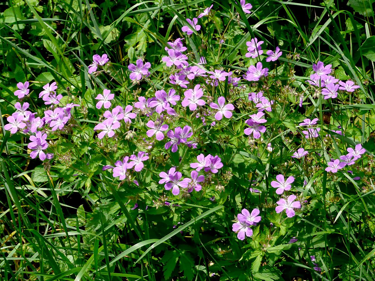 Waldstorchschnabel Waldstorchschnabel