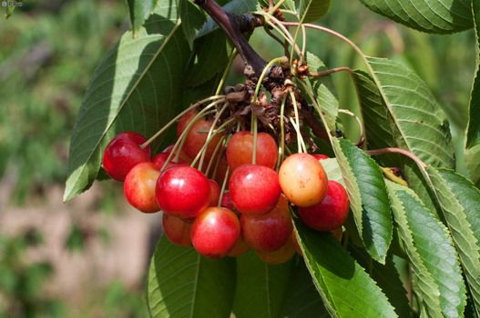 Grosse Prinzessin Kirsche (anspruchslos, Weisse Herzkirsche) Grosse Prinzessin Kirsche (anspruchslos, Weisse Herzkirsche)