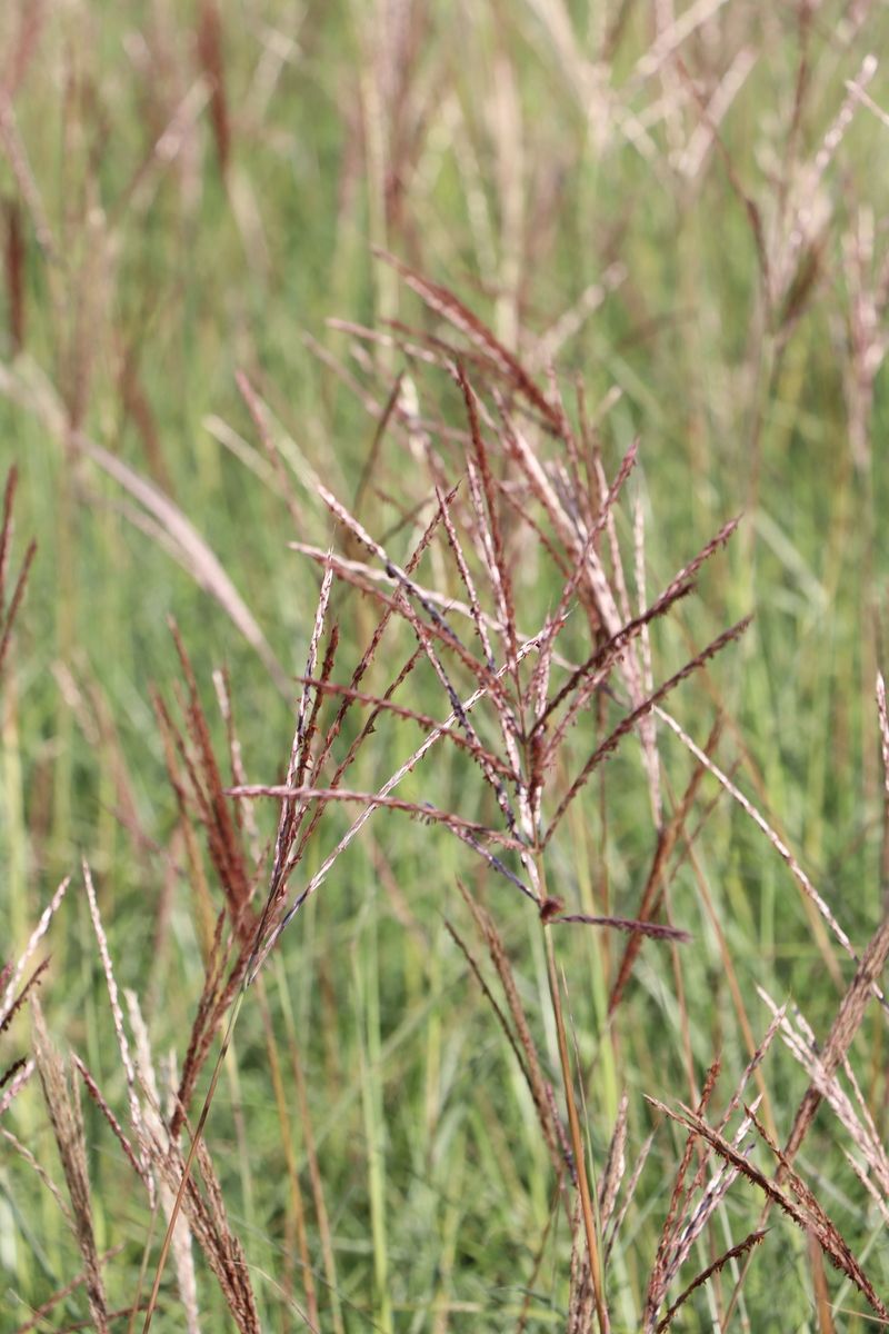 Chinaschilf Red Chief