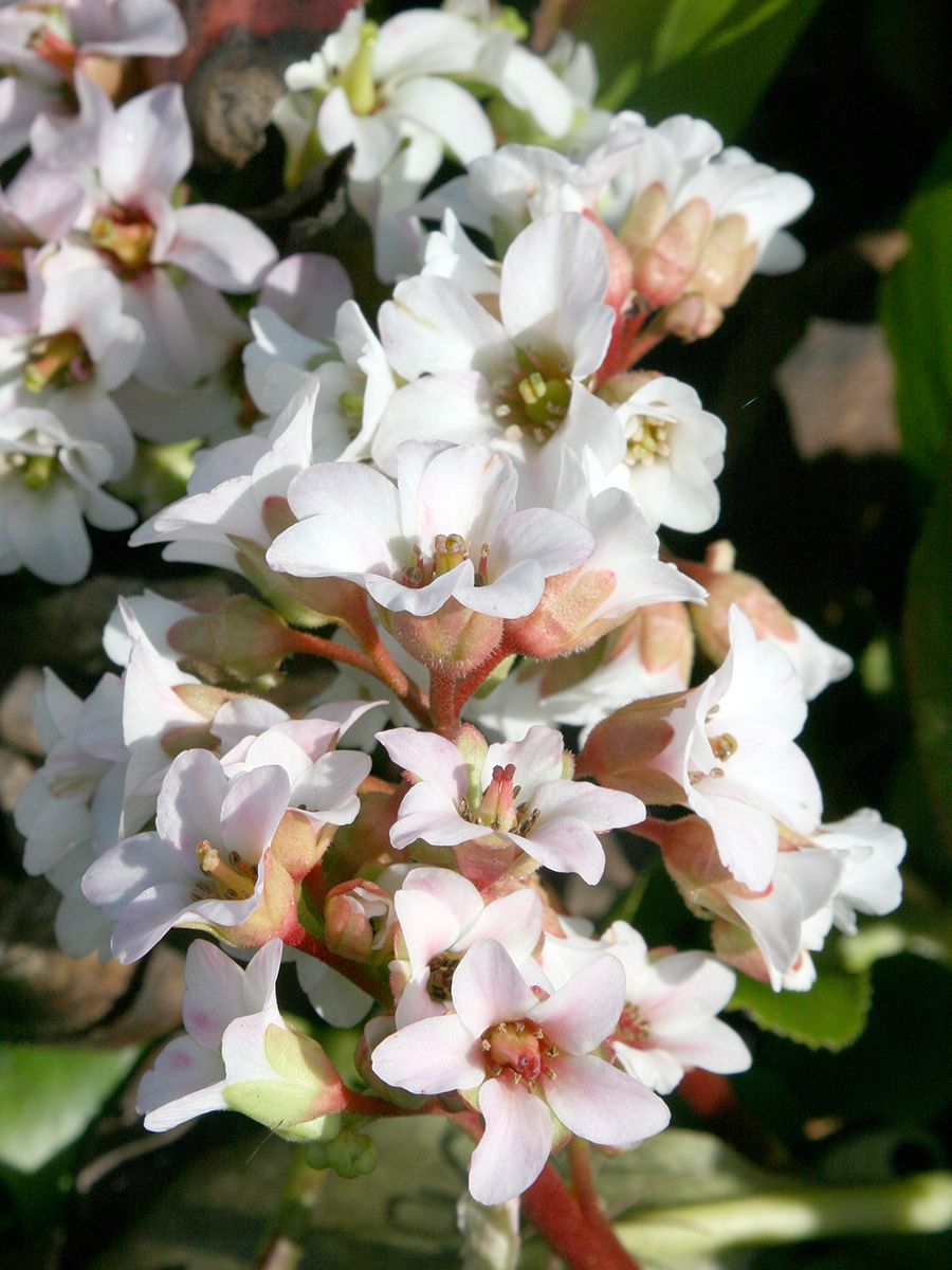 Bergenie Bressingham White