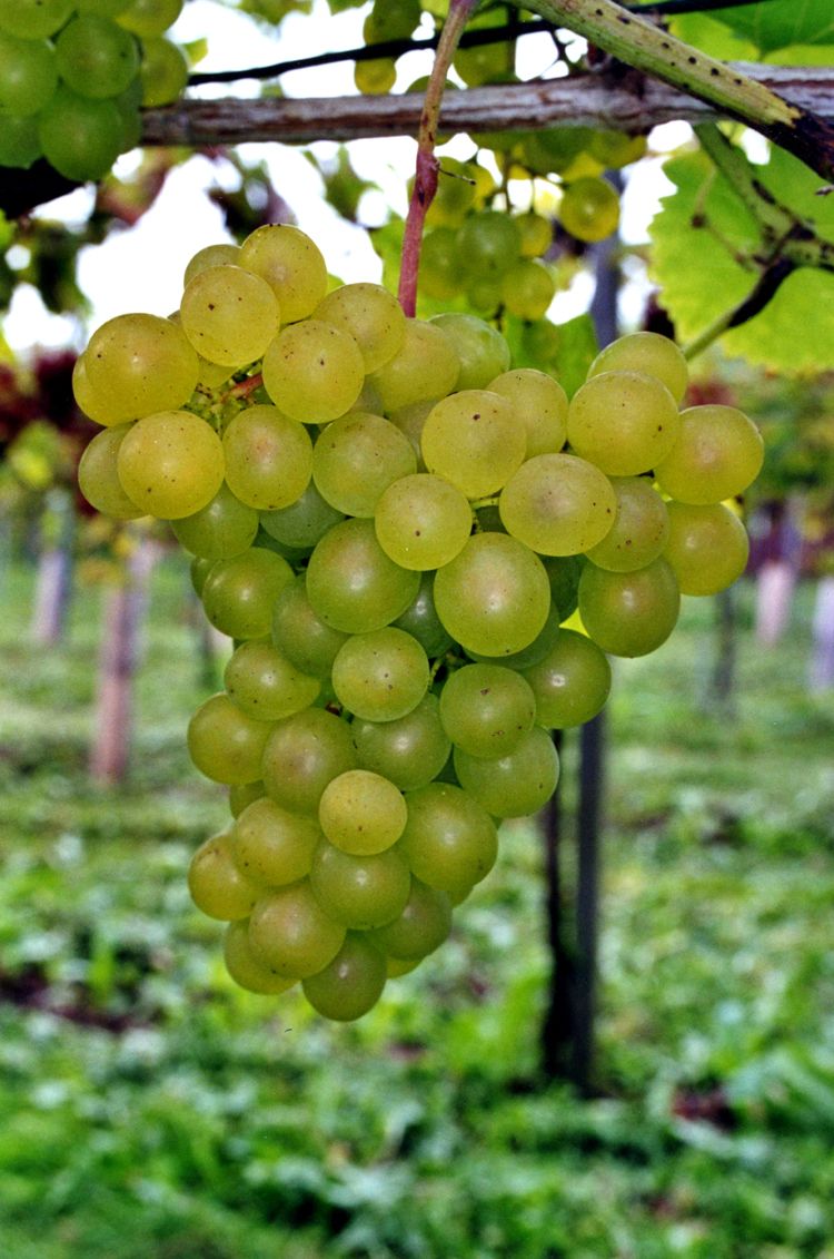 Goldperle Hausgartenrebe (anspruchslos) Goldperle Hausgartenrebe (anspruchslos)