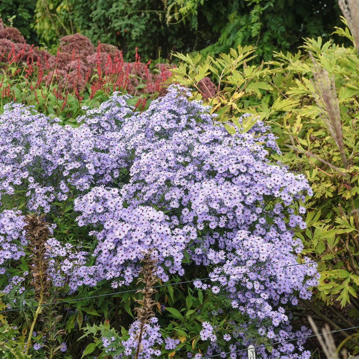 Blaue Waldaster Little Carlow