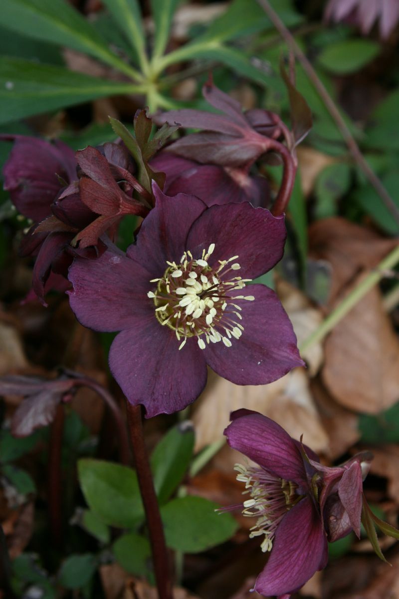 Lenzrose Red Lady