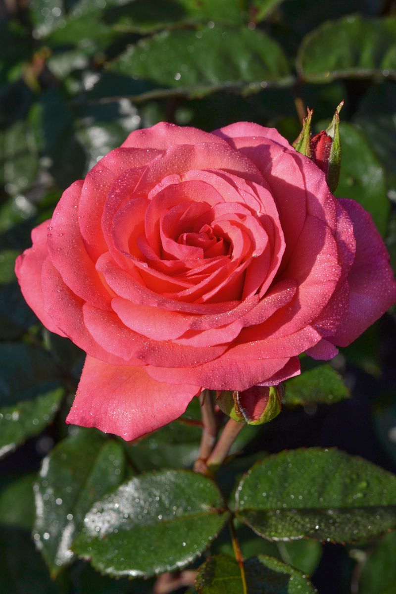 Tascaria® Strauchrose