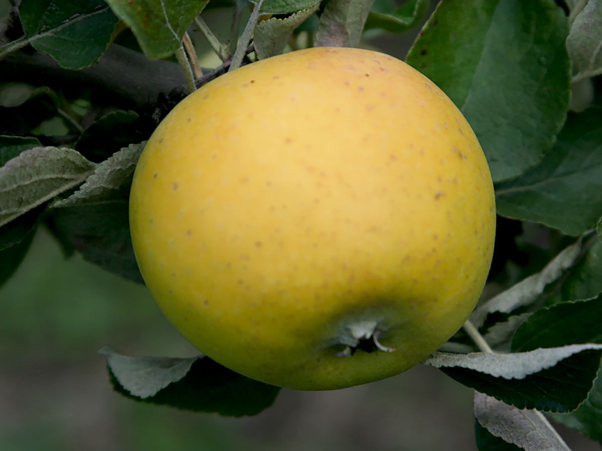 Ananas Reinette Apfel Ananas Reinette Apfel