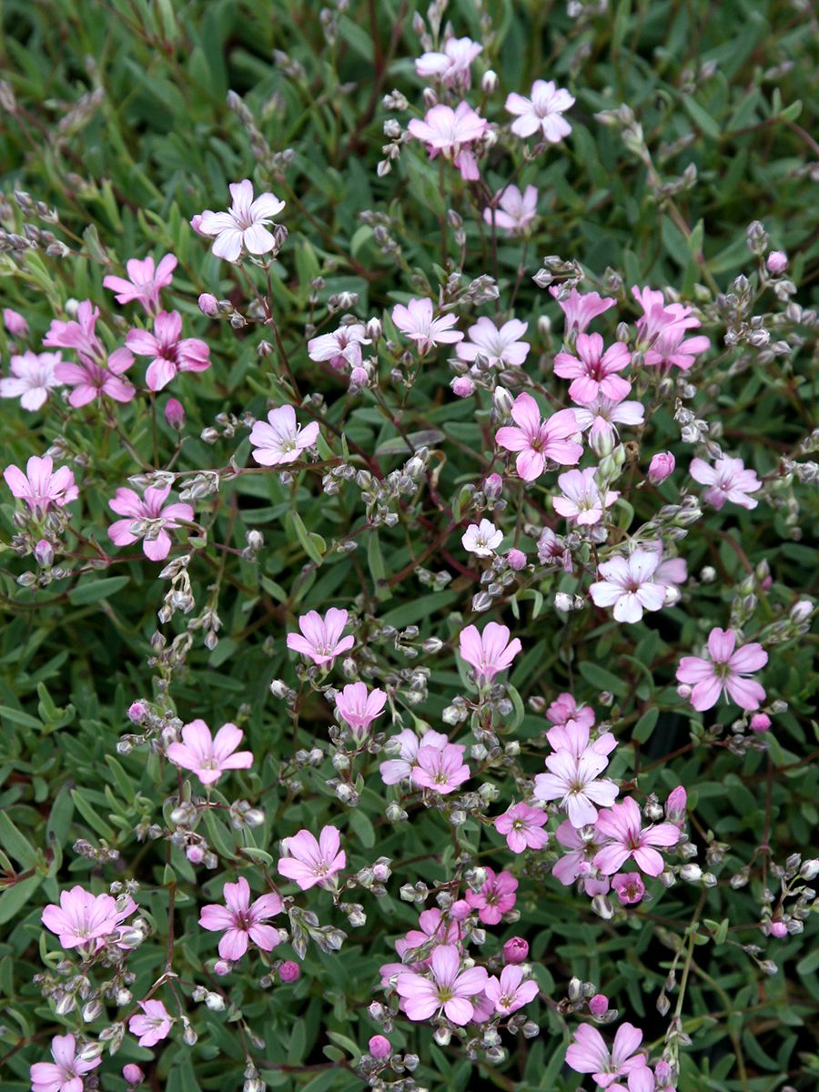 Schleierkraut Rosea