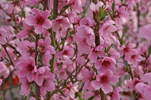 Silver Lode Nektarine Silver Lode Nektarine