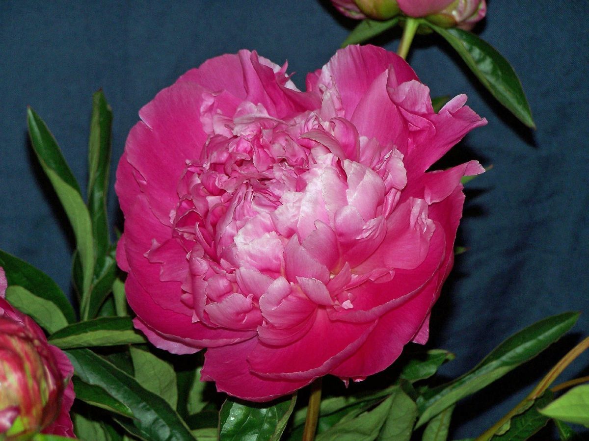 Pfingstrose Jacorma