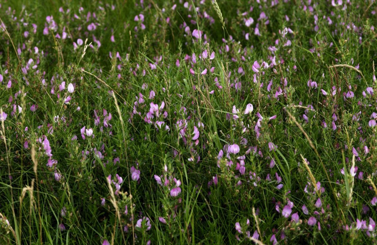 Kriechende Hauhechel Kriechende Hauhechel