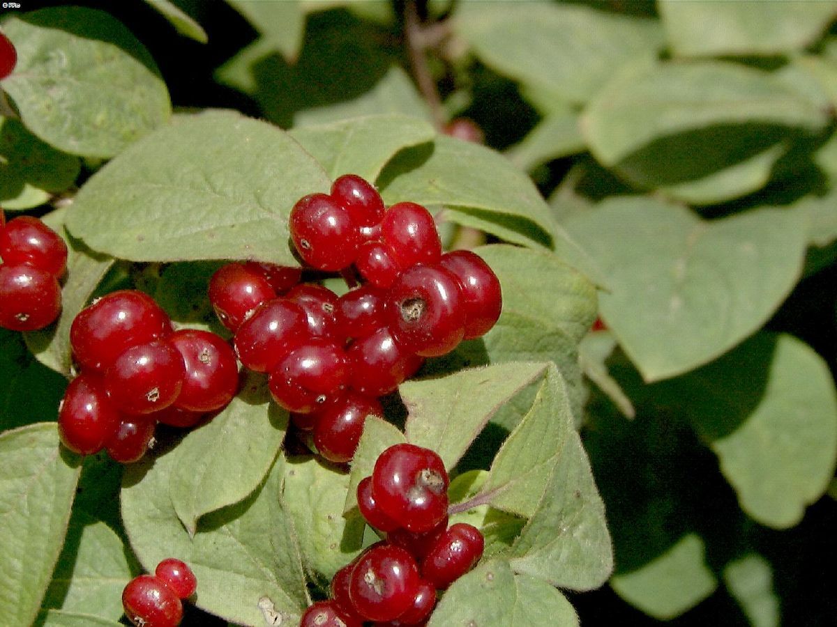 Rote Heckenkirsche Rote Heckenkirsche