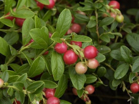 Preiselbeere Koralle