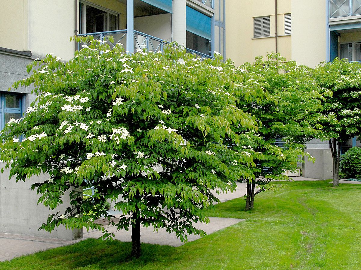 Japanischer  Blumenhartriegel