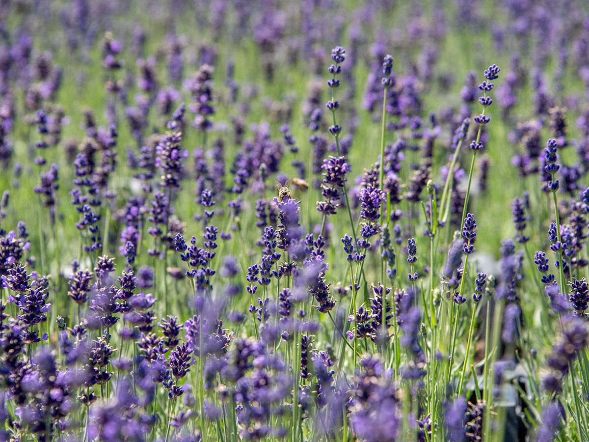 Lavendel Hidcote