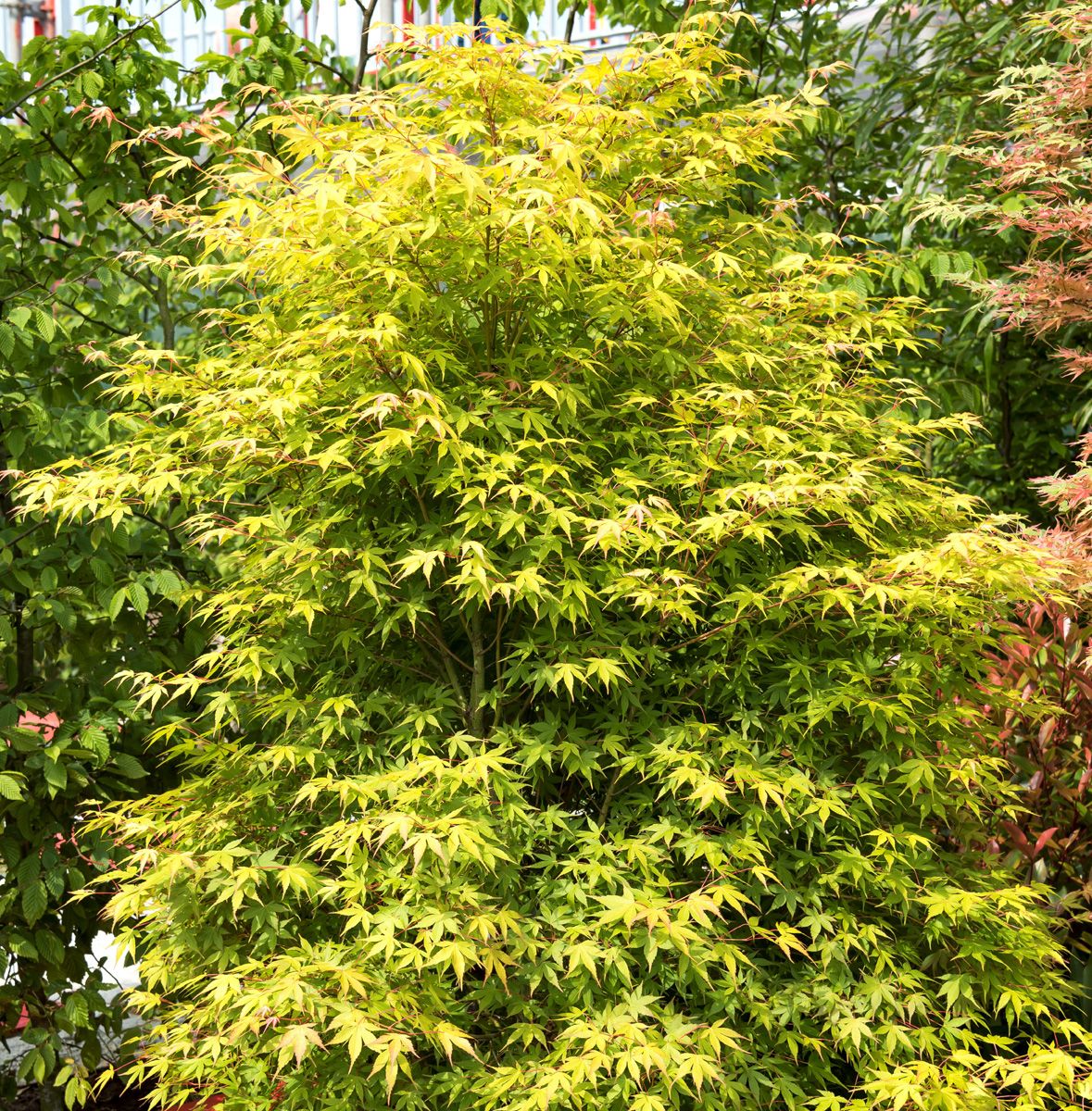 Fächerahorn Katsura