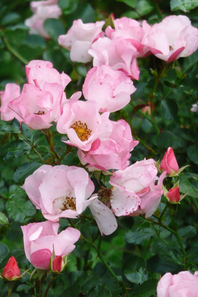 Bingo Meidiland® ADR 1994 Boden- und flächendeckende Rose (anspruchslos) Bingo Meidiland® ADR 1994 Boden- und flächendeckende Rose (anspruchslos)