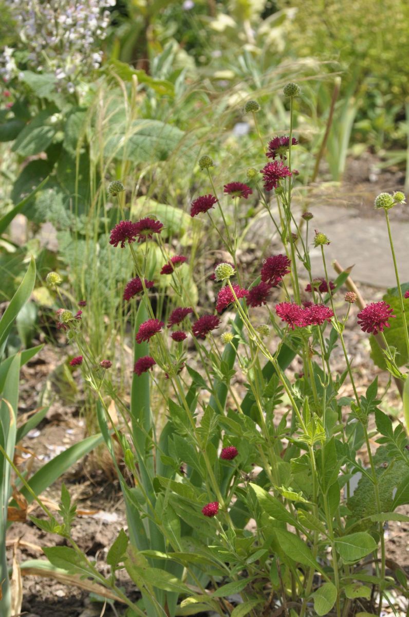 Witwenblume Mars Midget Witwenblume Mars Midget