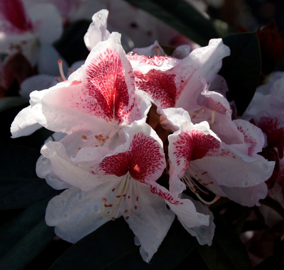 Rhododendron Belami® Rhododendron Belami®
