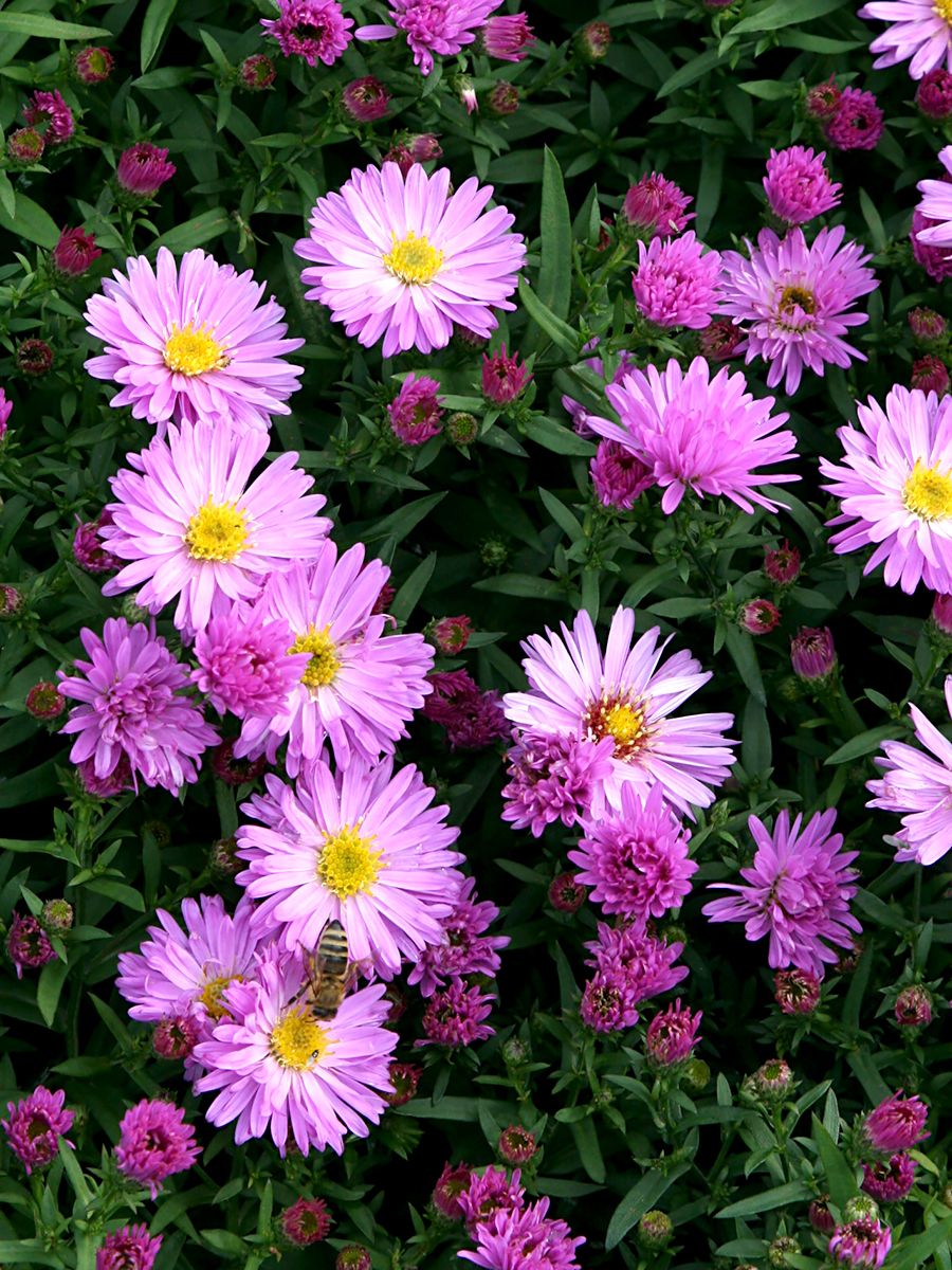 Kissenaster Rosenwichtel Kissenaster Rosenwichtel