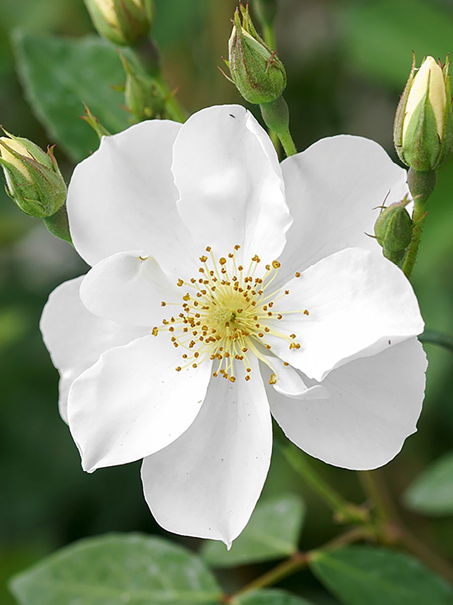 Elisabeth Oberle Strauchrose