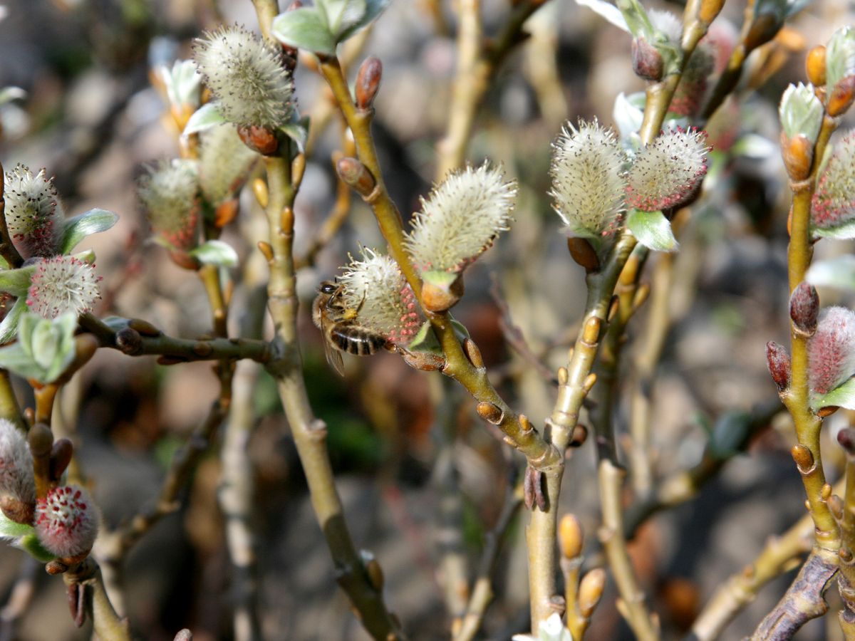 Schweizerweide Schweizerweide