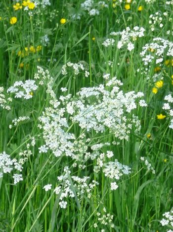 Wiesenkerbel Wiesenkerbel