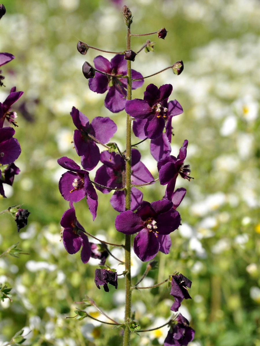 Königskerze Violetta