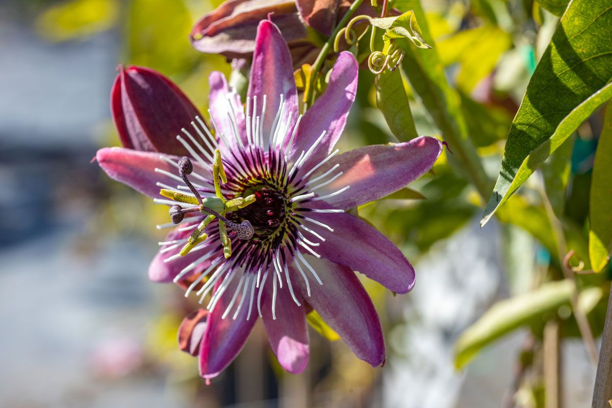 Passionsblume Victoria