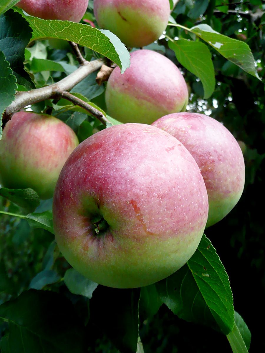 Liberty Apfel