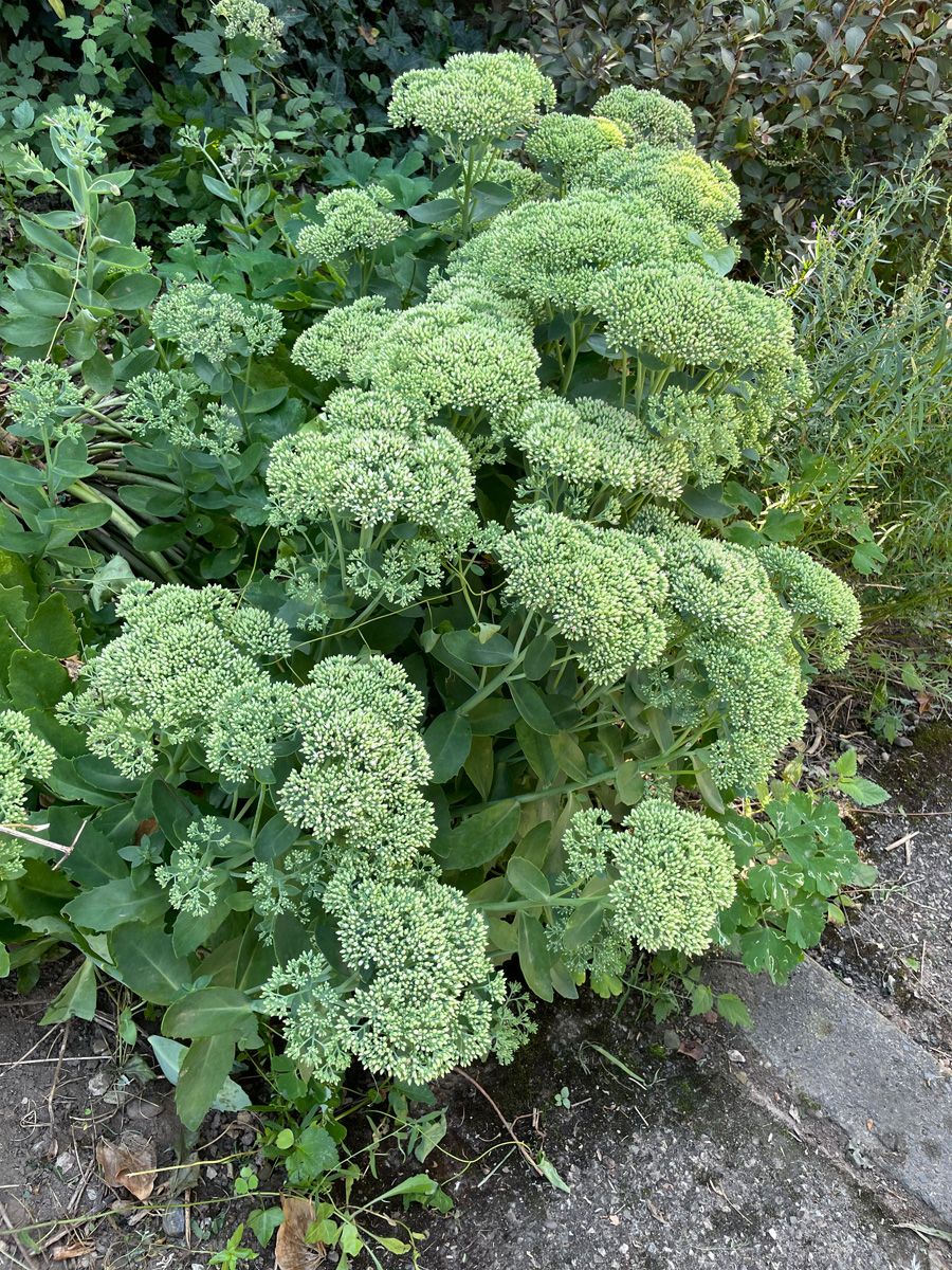 Purpurrotes Riesenfettkraut Purpurrotes Riesenfettkraut