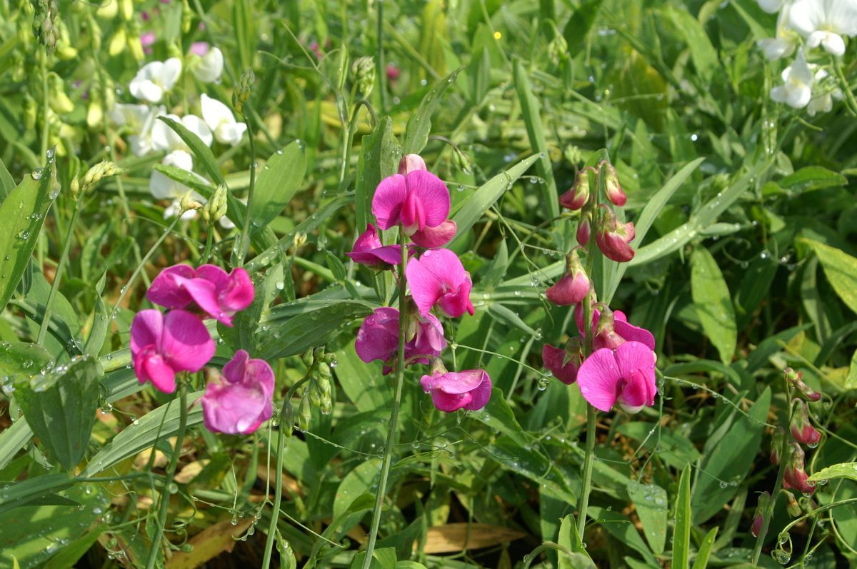 Staudenwicke Pink Pearl