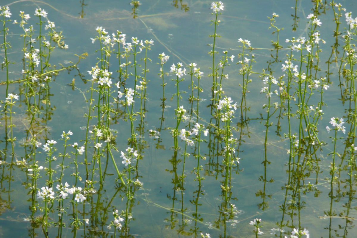 Wasserfeder, Wasserprimel