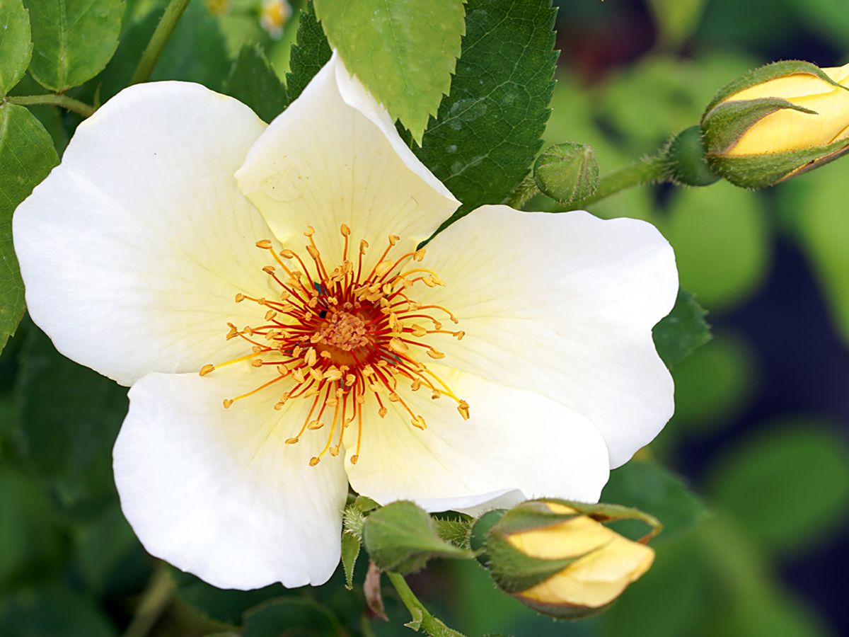 Golden Wings Strauchrose (anspruchslos, leichter Duft) Golden Wings Strauchrose (anspruchslos, leichter Duft)