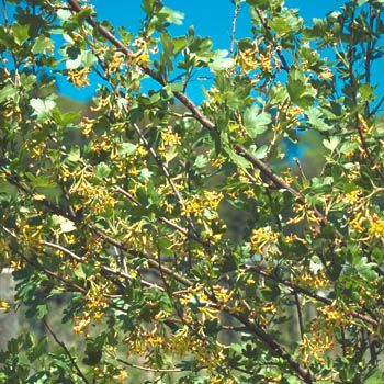 Goldjohannisbeere Goldjohannisbeere