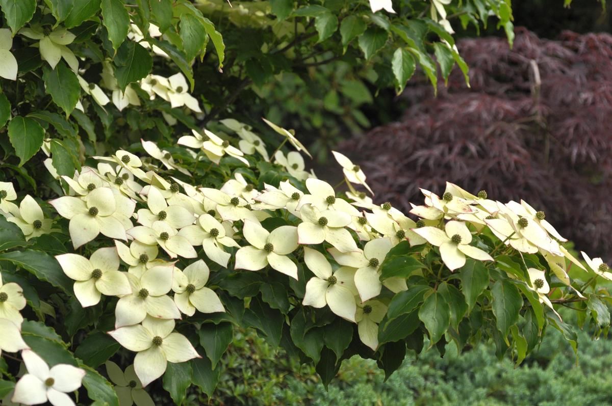 Japanischer Blumenhartriegel Milky Way Japanischer Blumenhartriegel Milky Way