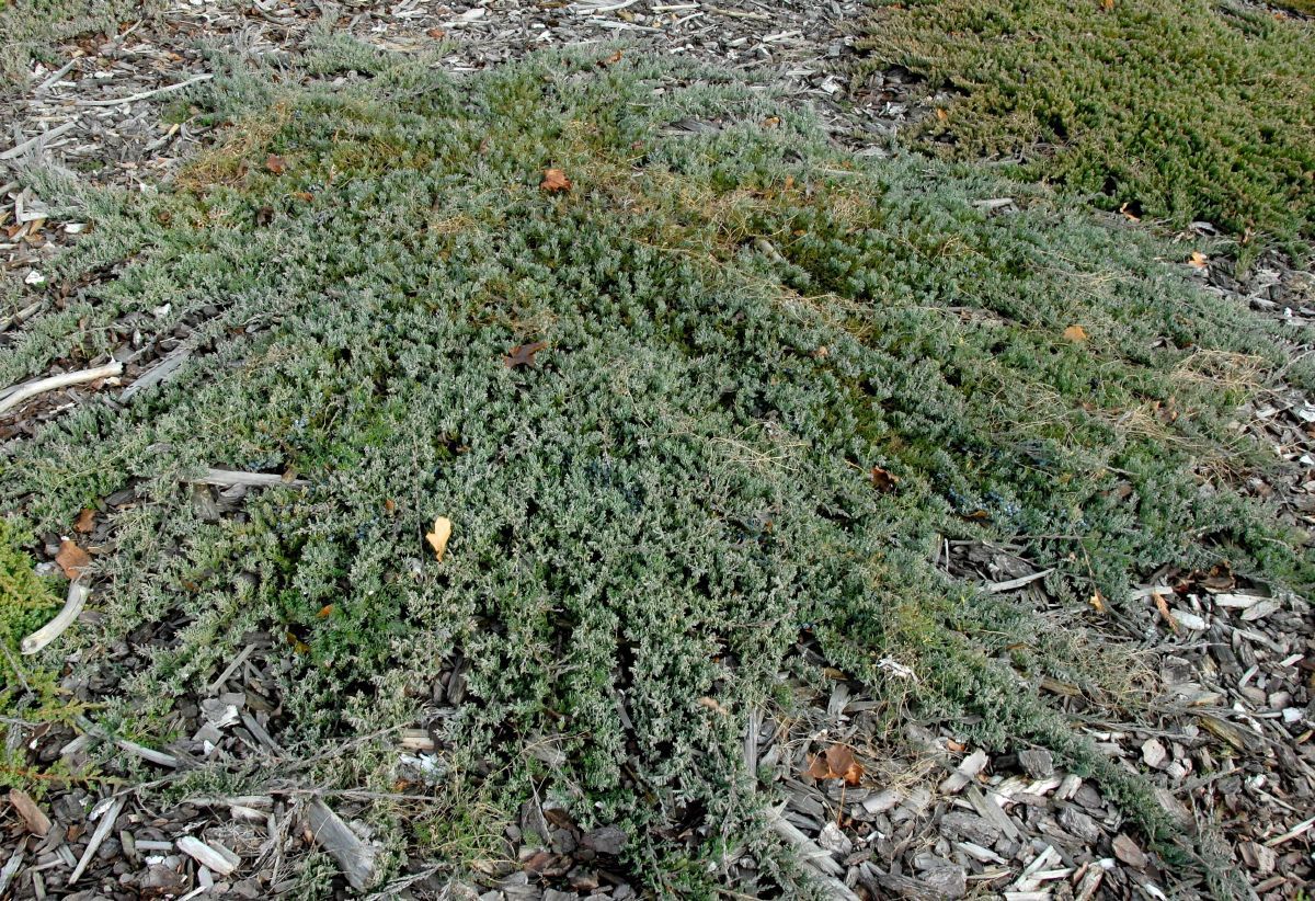 Kriechwacholder Wiltonii Kriechwacholder Wiltonii