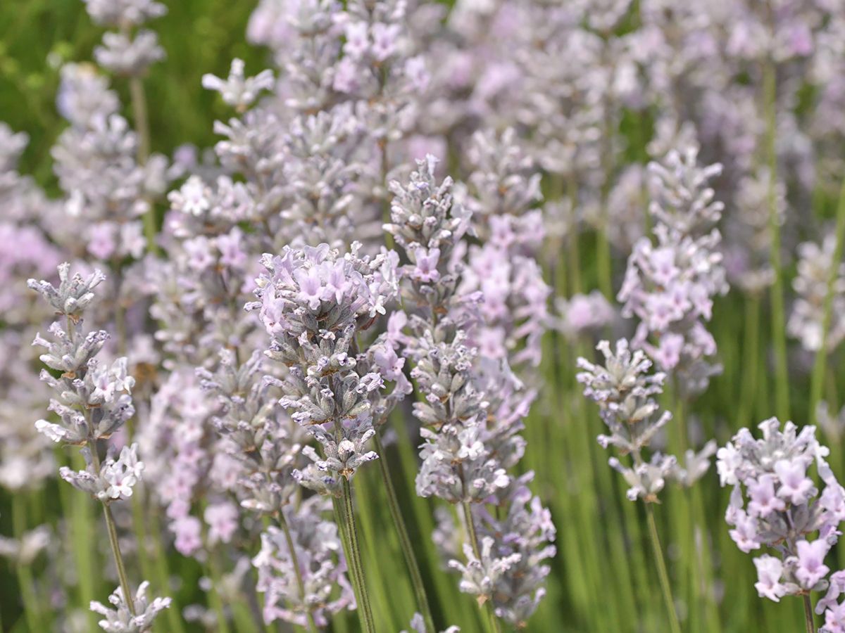 Lavendel Miss Katherine