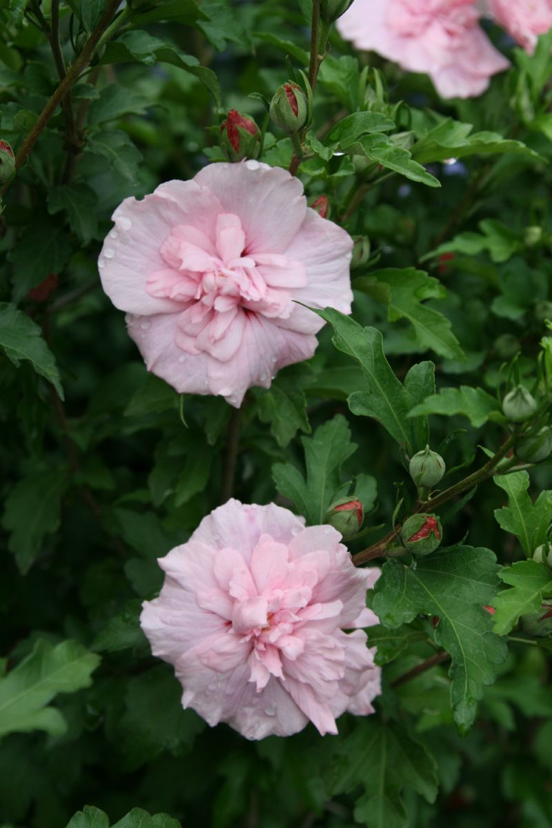 Eibisch, Hibiskus Pink Chiffon® Eibisch, Hibiskus Pink Chiffon®