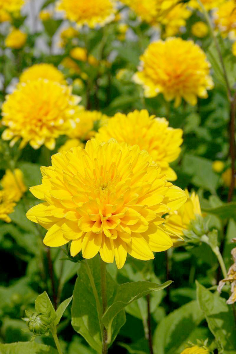 Sonnenblume Soleil d'Or
