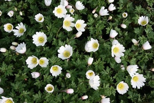 Strahlenanemone White Splendour Strahlenanemone White Splendour