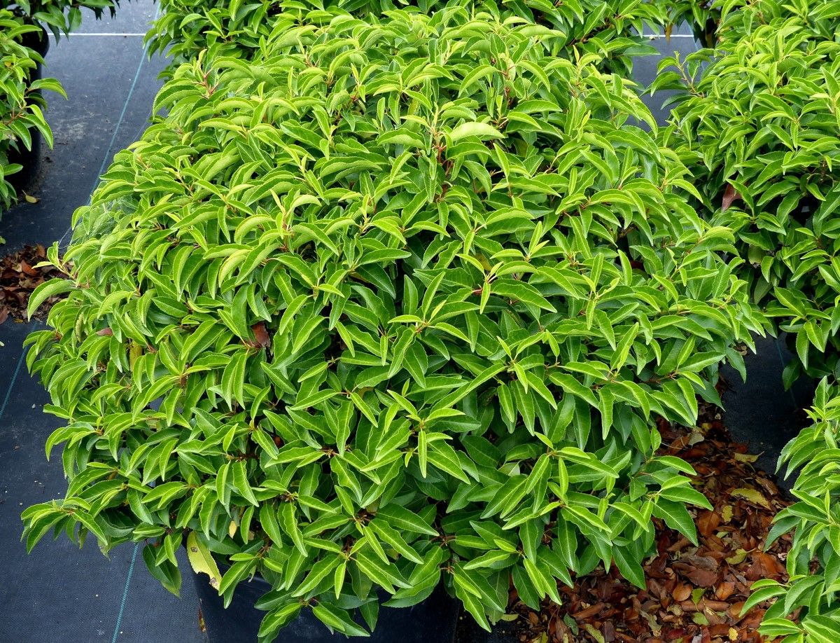 Portugiesische Lorbeerkirsche Angustifolia Portugiesische Lorbeerkirsche Angustifolia